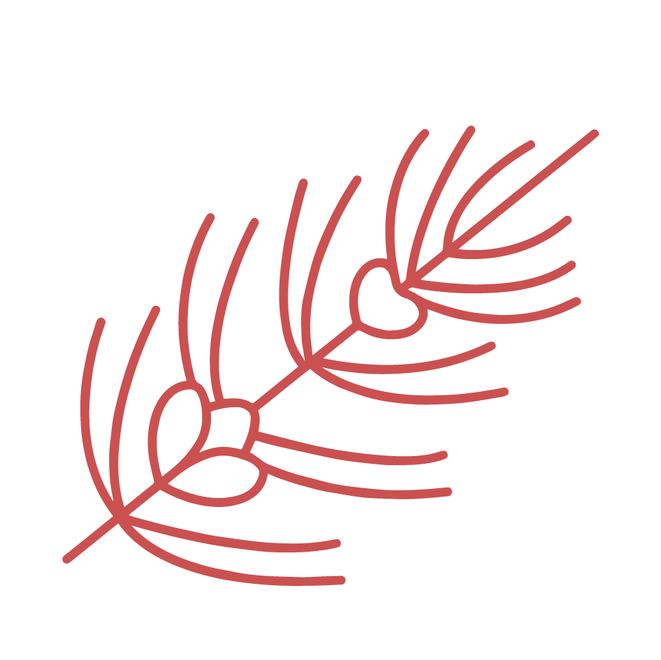Rooibos